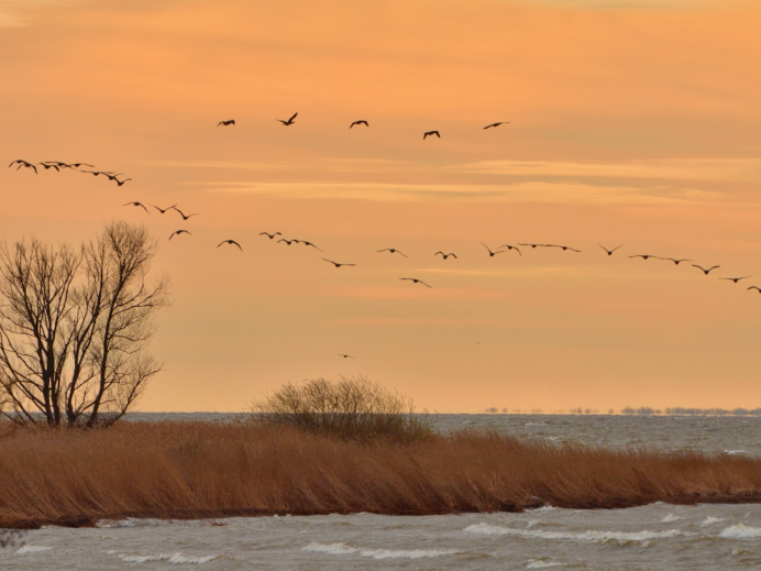 Журавлиный Клин