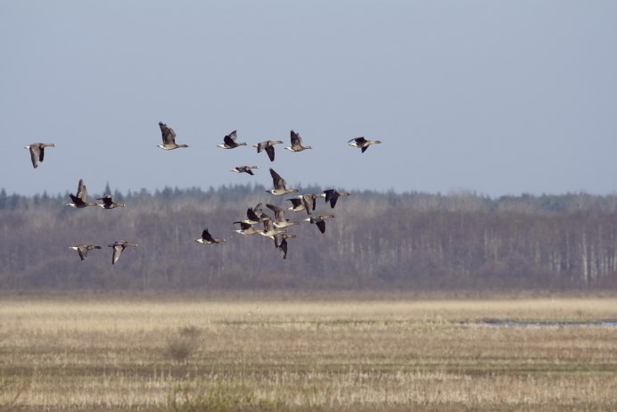 Стая перелетных птиц