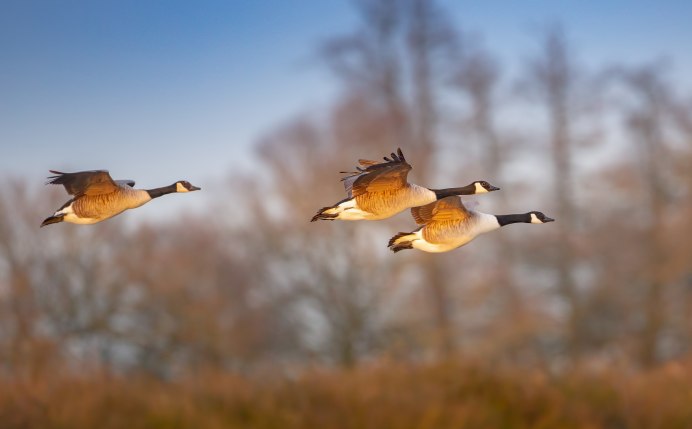 Миграция птиц