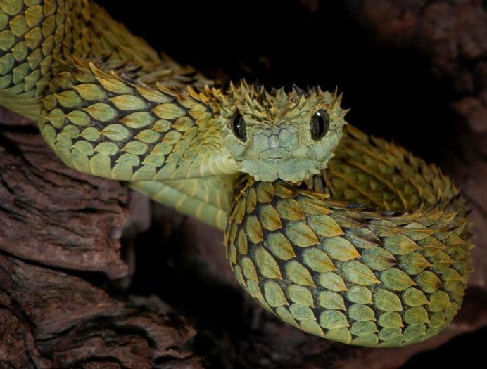 Кустарниковая гадюка (Atheris