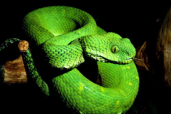 Кустарниковая гадюка (Atheris