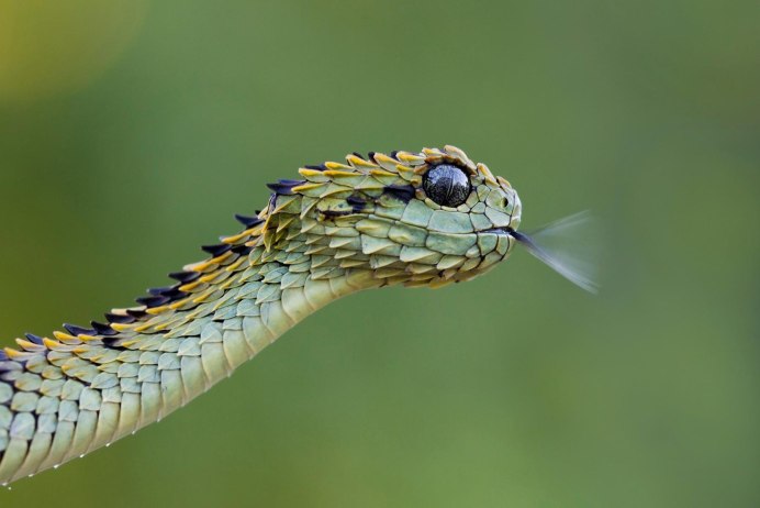 Hairy Bush Viper Behavior