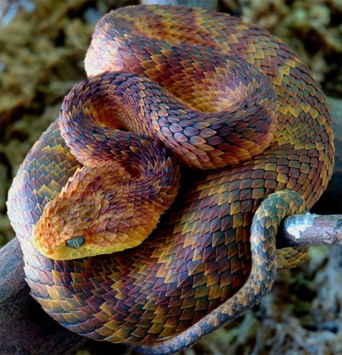 Колючая кустарниковая гадюка (Atheris hispida)