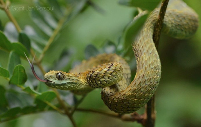 Змея Atheris squamigera