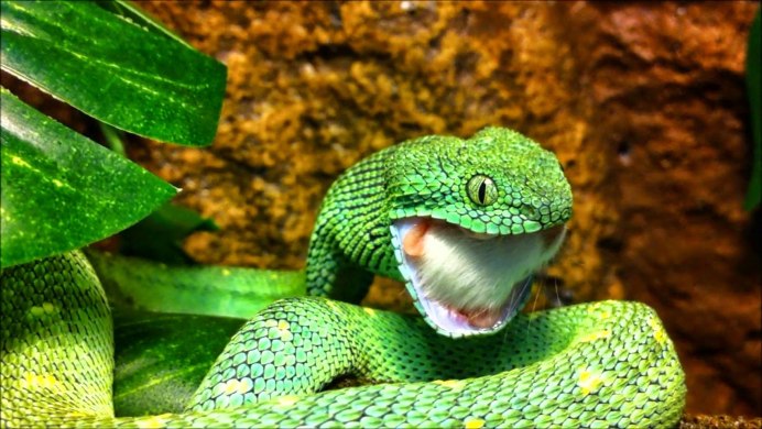 Колючая кустарниковая гадюка (Atheris hispida)