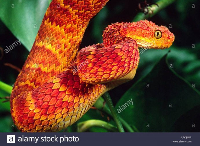 Кустарниковая гадюка (Atheris