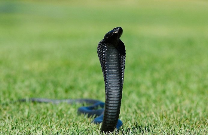 King Snake BW