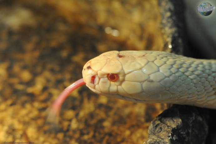 Cobra Кобра гольф