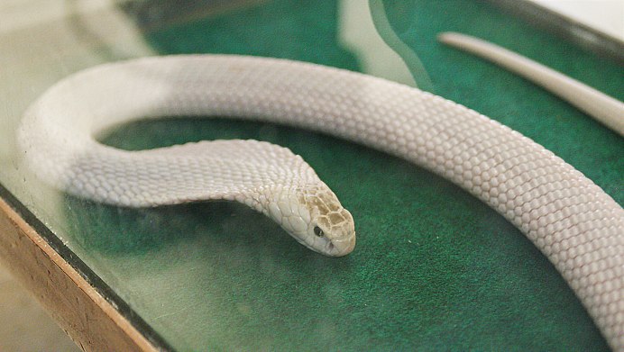 Cobra 4.88