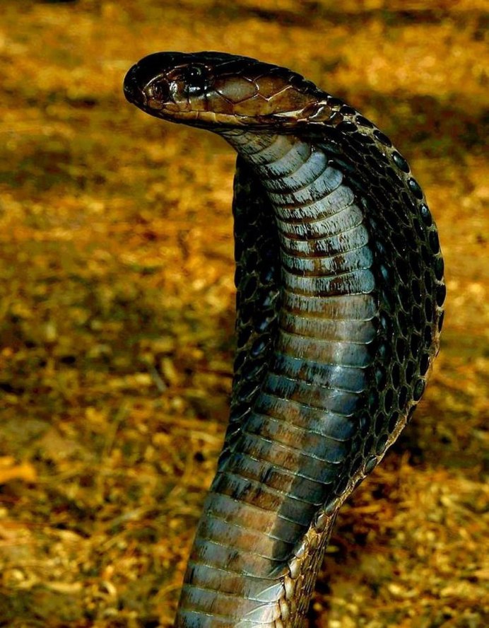 Cobra HD 4k