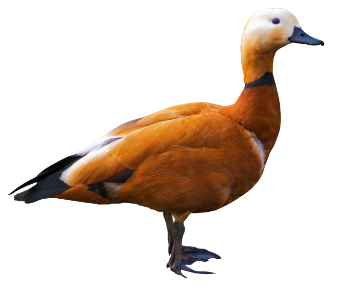Утка белая