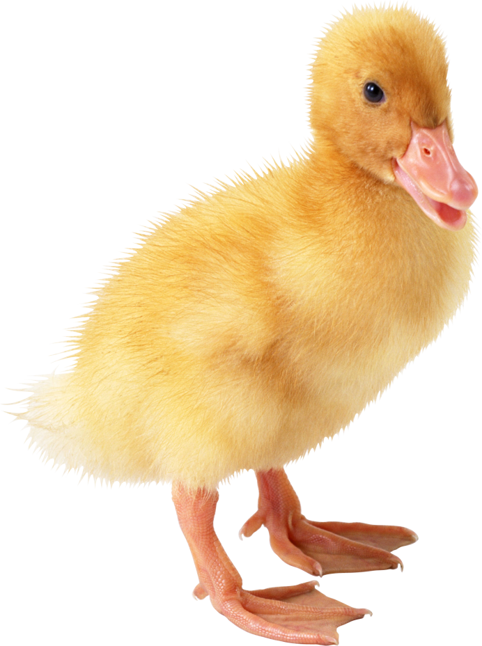 Утки летают