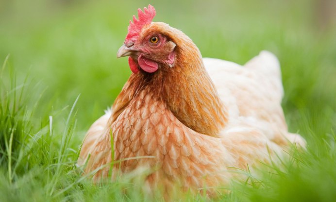 Гибискус Bantam Rooster