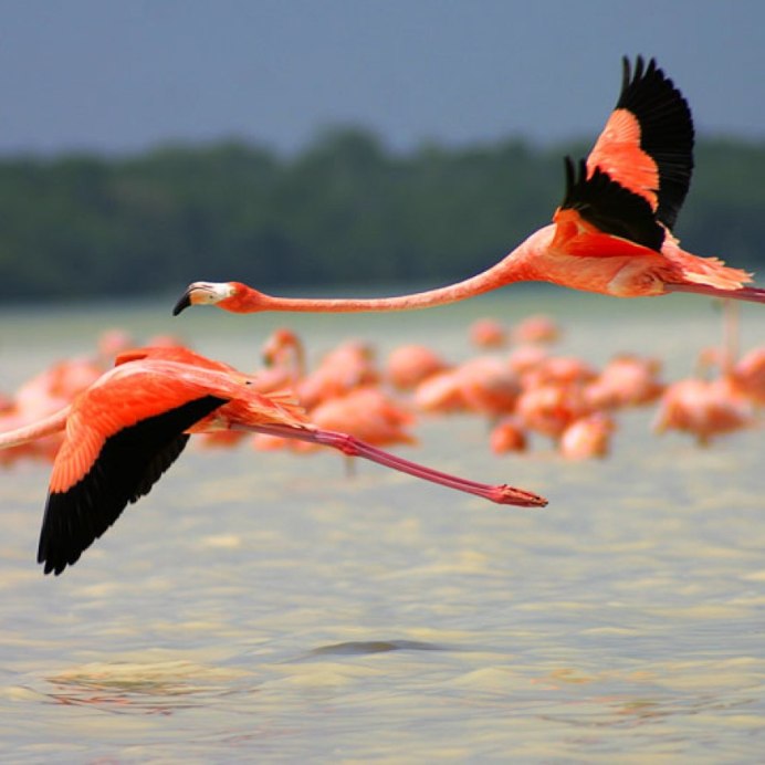 Розовый Фламинго Оренбургская область