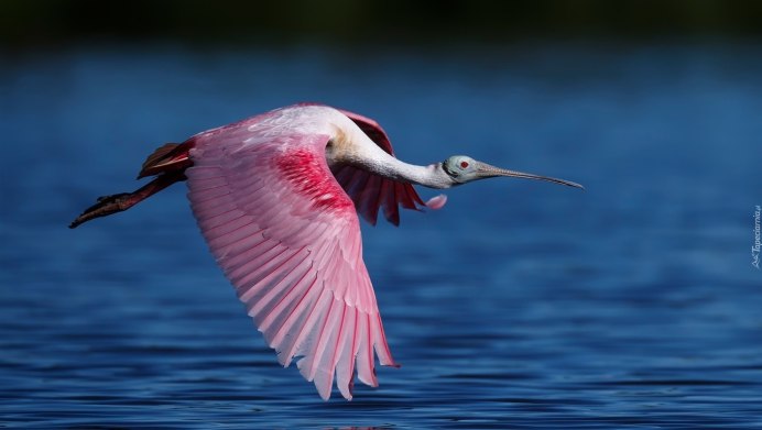Фламинго в полёте