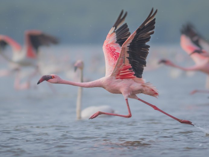 Розовый Фламинго умеет летать
