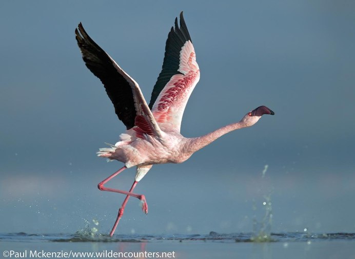 Розовая колпица и Фламинго