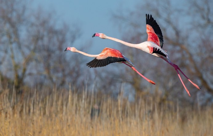 Полет Фламинго