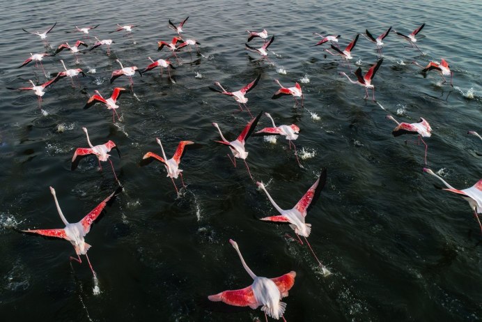 Розовый Фламинго стая