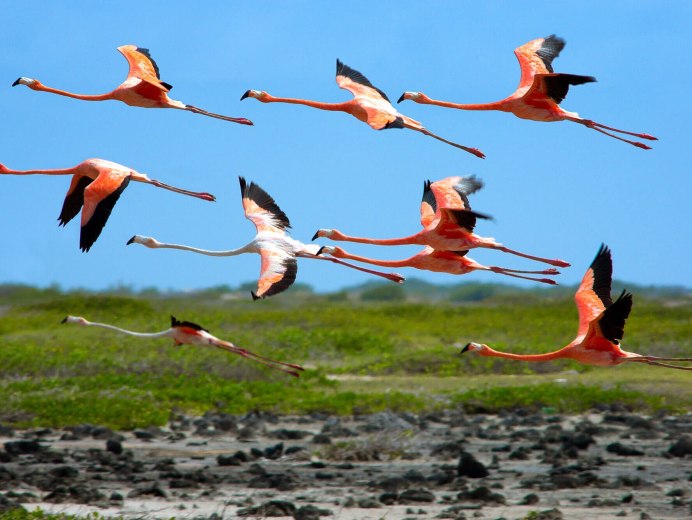 Фламинго летают