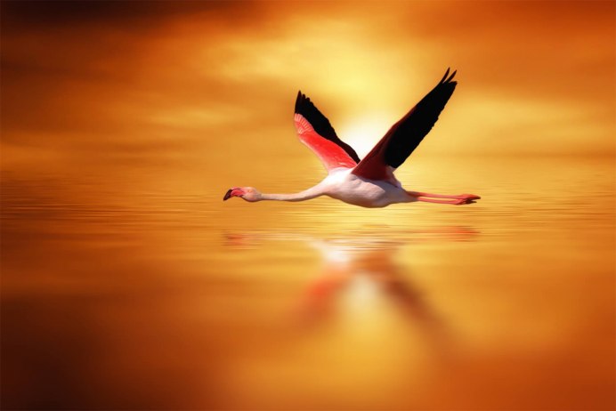 Красный Фламинго в полете