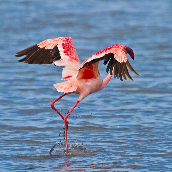 Занзибар Фламинго