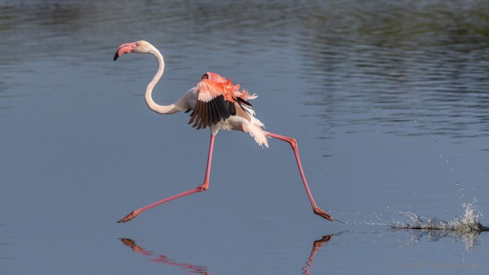 Фламинго умеет летать
