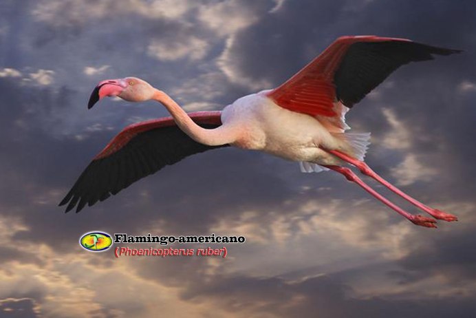 Фламинго может летать