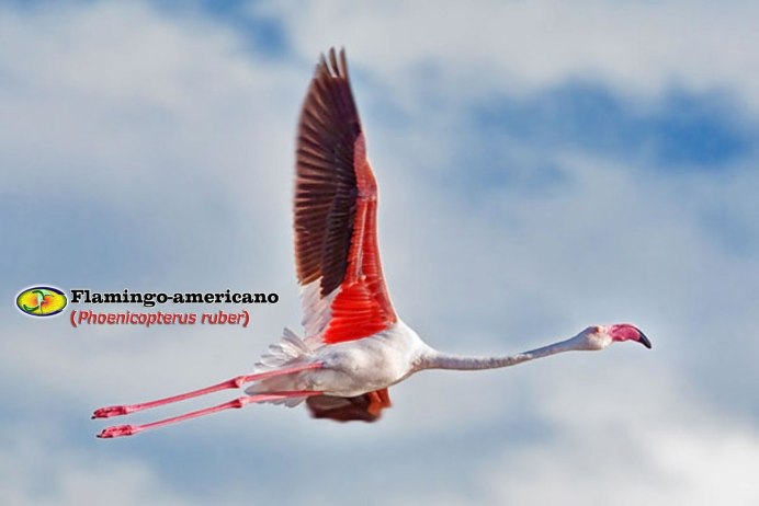Полет Фламинго
