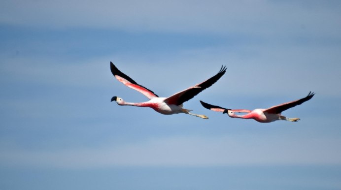 Фламинго умеет летать