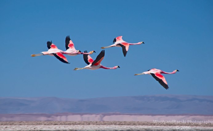 Фламинго взлетает