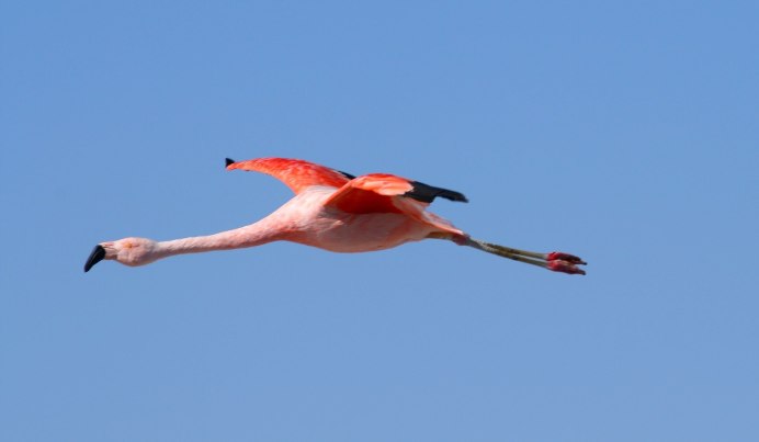 Фламинго летают