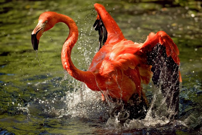 Летают ли Фламинго