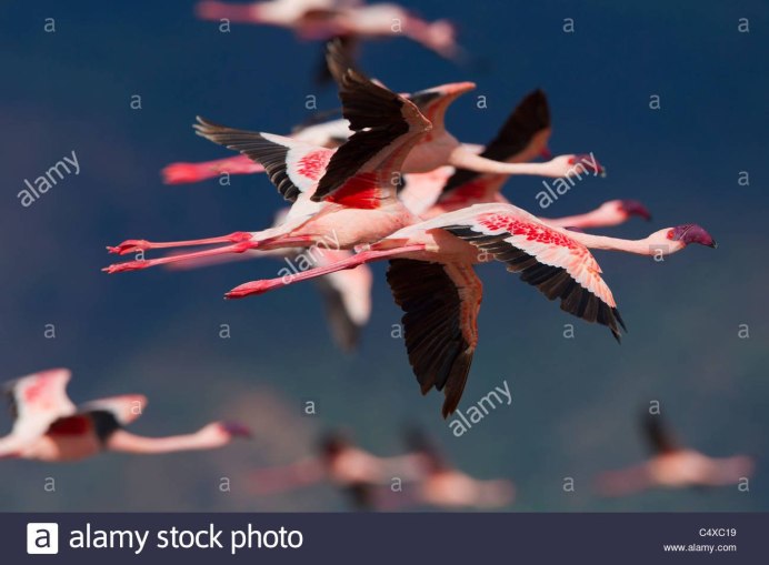 Фламинго размах крыльев