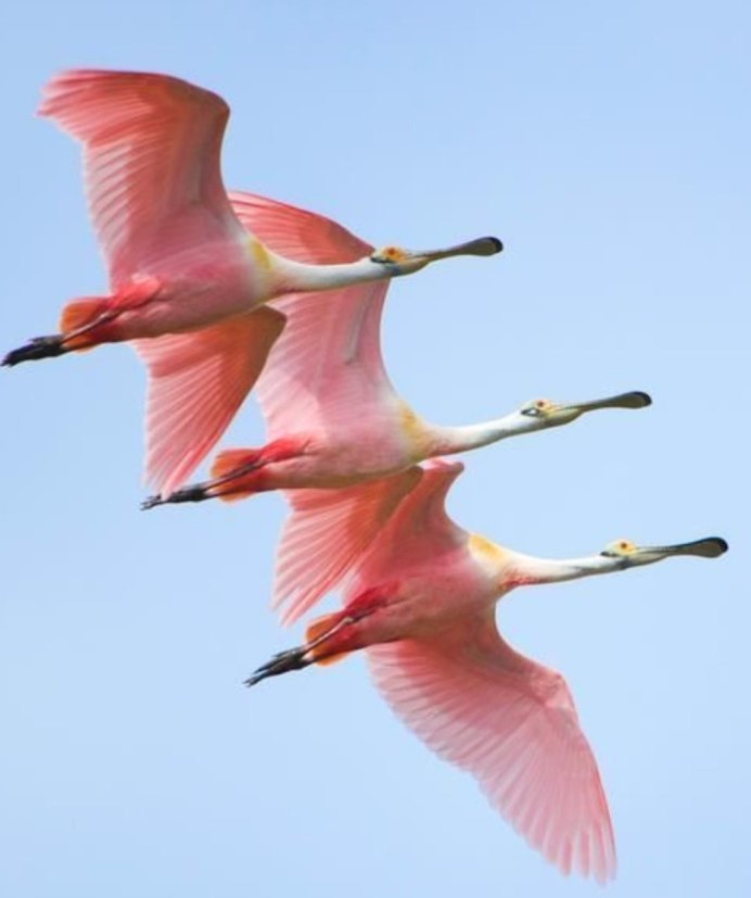 Фламинго в воде