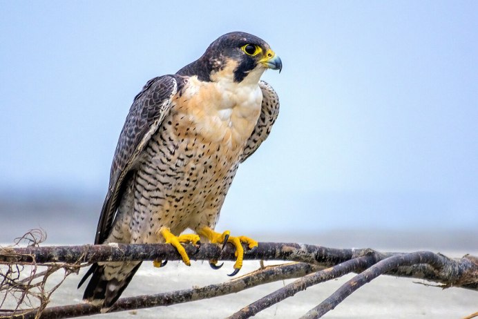 Сапсан Falco peregrinus