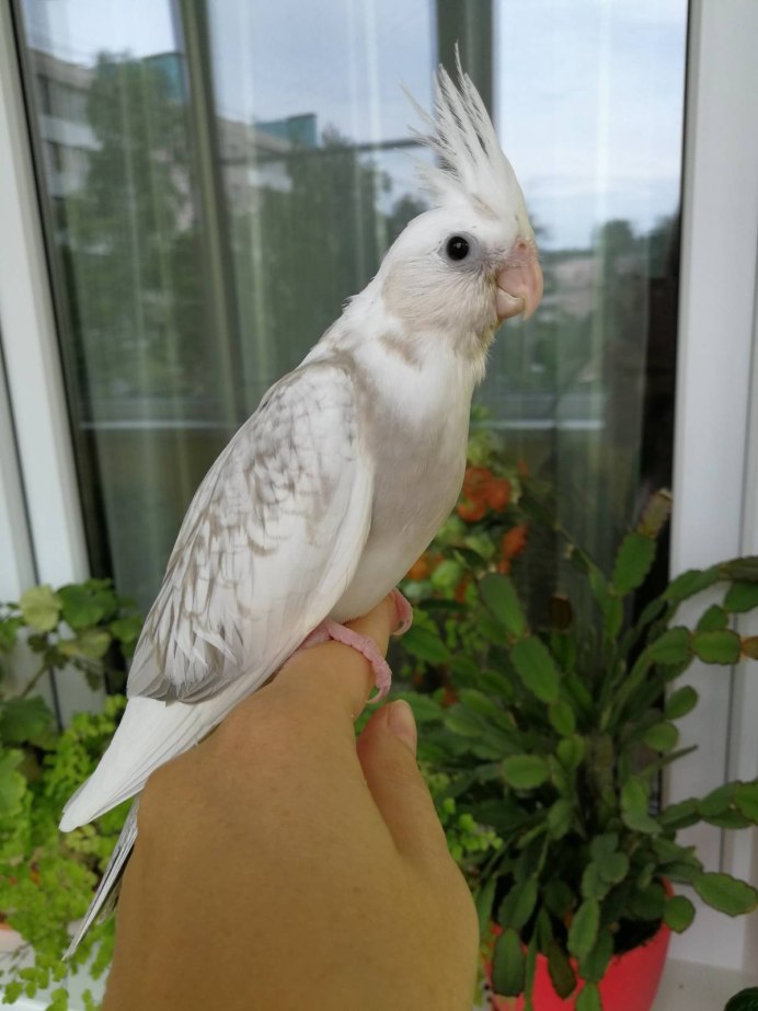 Окрасы попугаев Карелов