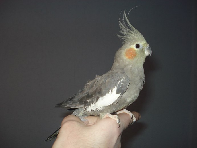 Желтолицая корелла