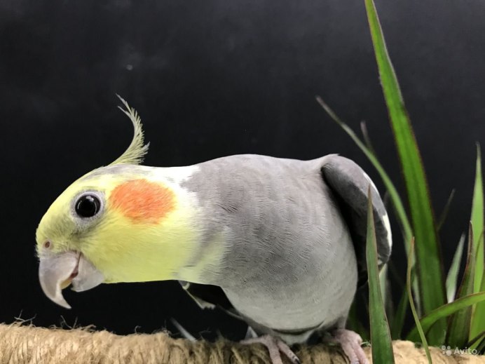 Мраморная корелла