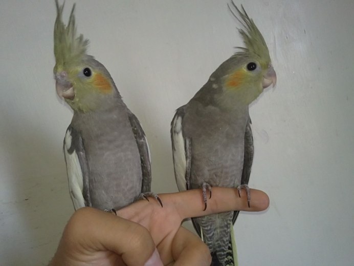 Попугай корелла