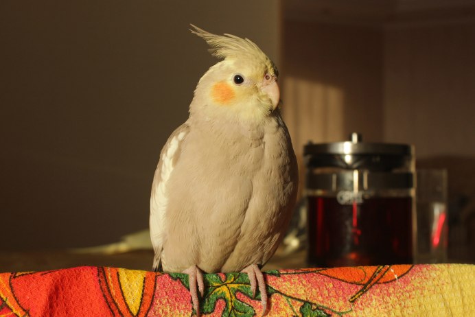 Корелла попугай 2 года