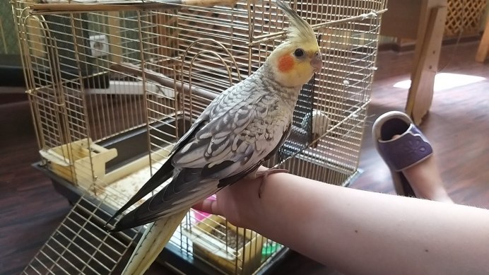 Попугай корелла