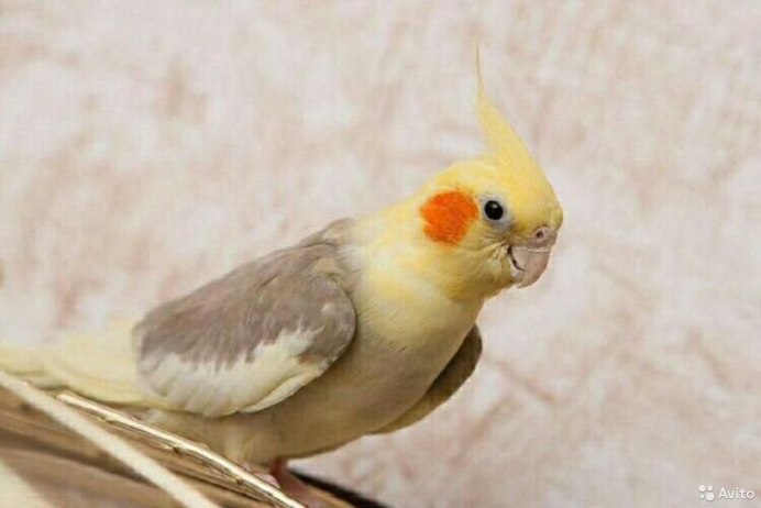 Перловый корелла фото