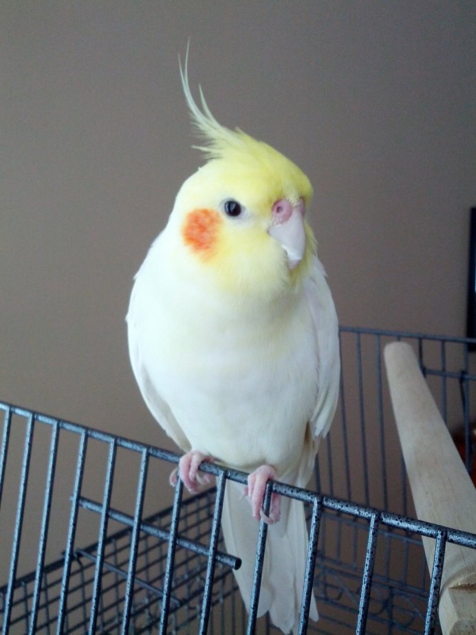Попугай корелла лютино