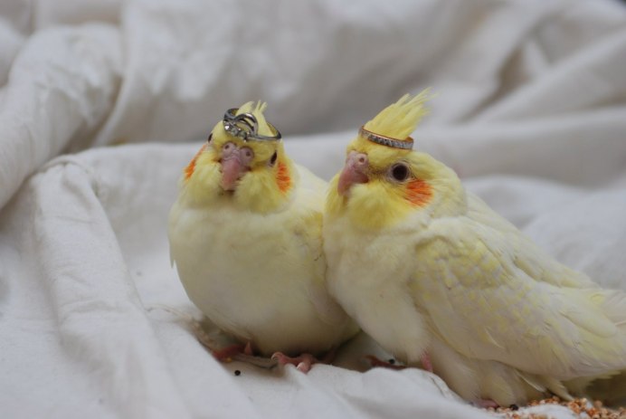 Попугай рассказал об измене