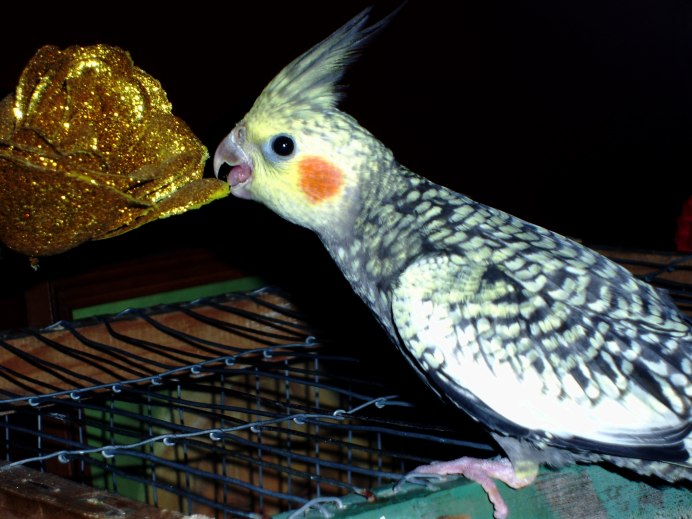 Корелла попугай альбинос