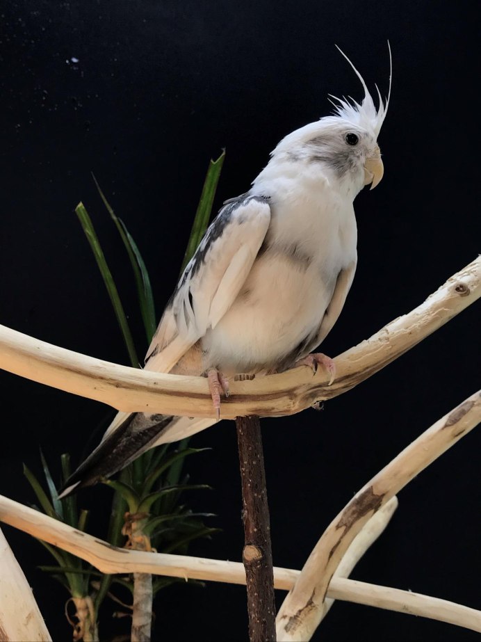 Неразлучники попугаи