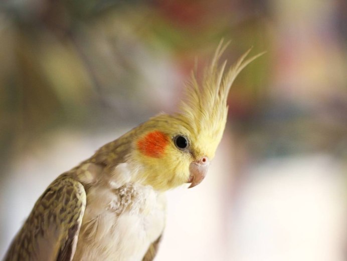 Толстый попугай корелла