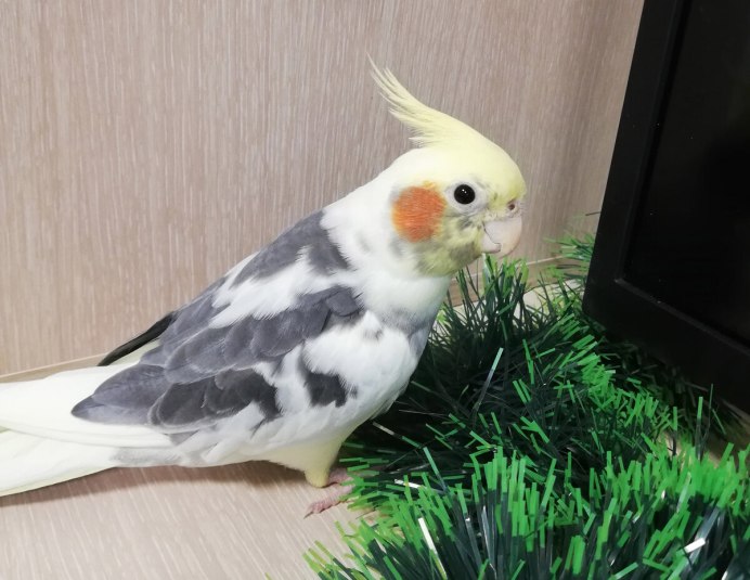 Попугай корелла природный окрас