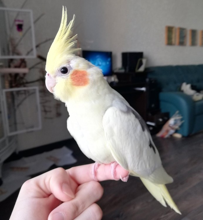 Корелла альбинос